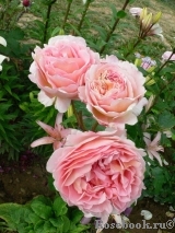 Abraham Darby