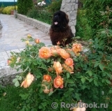 Lady of Shalott Lady of Shalott