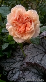 Garden of Roses Garden of Roses
