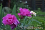 Cyclamen Cyclamen
