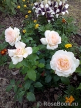 Chandos Beauty Chandos Beauty
