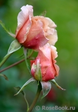 Julia's Rose Julia's Rose
