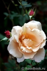 Julia's Rose Julia's Rose