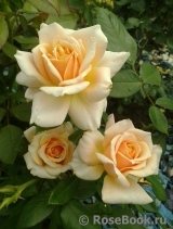 Caron Keating Rose Caron Keating Rose