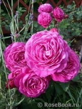 Heidi Klum Rose Heidi Klum Rose