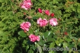 Pink Dream- Pink Dream-