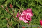 Pink Dream- Pink Dream-