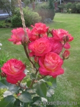 Midsummer Midsummer
