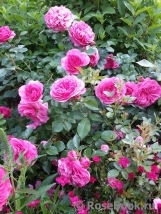 Baronesse Baronesse