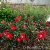 Rouge Meillandecor