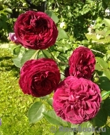 Falstaff® Falstaff®