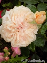 Garden of Roses Garden of Roses