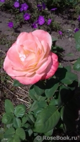 Belle Perle Belle Perle