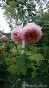 Abraham Darby Abraham Darby