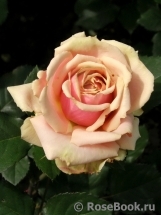 Eden Romantica ® Eden Romantica ®