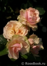 Eden Romantica ® Eden Romantica ®