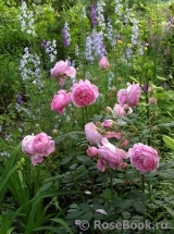 Alan Titchmarsh