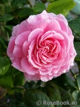 Rosengräfin Marie Henriette Rosengräfin Marie Henriette