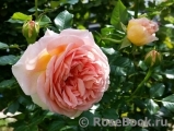 Abraham Darby Abraham Darby