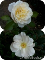 Lions Rose Lions Rose