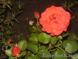 Orange Babyflor Orange Babyflor