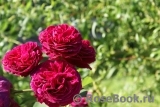 Falstaff® Falstaff®