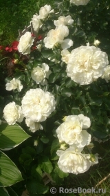 White Meidiland White Meidiland
