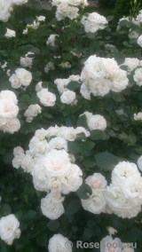 Aspirin Rose Aspirin Rose