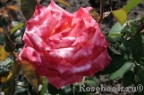 Frohsinn 82 Frohsinn 82