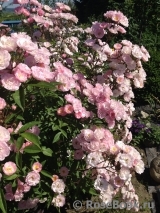 Heavenly Pink Heavenly Pink