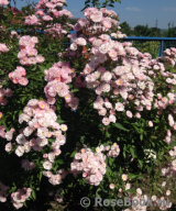Heavenly Pink Heavenly Pink