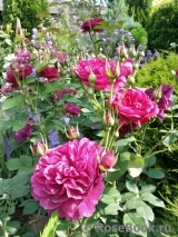 Darcey Bussell Darcey Bussell