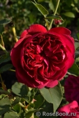 Darcey Bussell Darcey Bussell