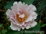 Couture Rose Tilia Couture Rose Tilia