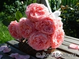 Corail gelee Corail gelee