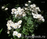 Bennett's Seedling 