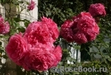Rosarium Uetersen Rosarium Uetersen