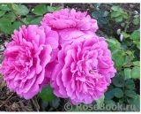Princess Anne Princess Anne