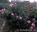 La Rose de Molinard ® La Rose de Molinard ®