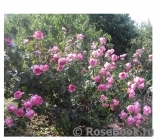 La Rose de Molinard ® La Rose de Molinard ®