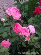 Comtesse de Provence®