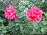 Pink Peace 