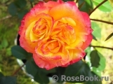 Tropical Clementine Tropical Clementine