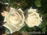 Madame Anisette ® Madame Anisette ®