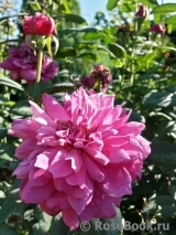 Sophy’s Rose Sophy’s Rose