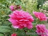 Sophy’s Rose Sophy’s Rose