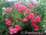 Rosarium Uetersen Rosarium Uetersen
