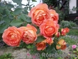 Lady of Shalott 