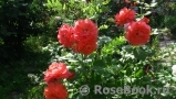 Westerland Westerland
