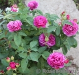 Heidi Klum Rose Heidi Klum Rose